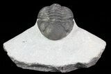 Bargain, Morocops Trilobite - Nice Eye Facets #68756-1